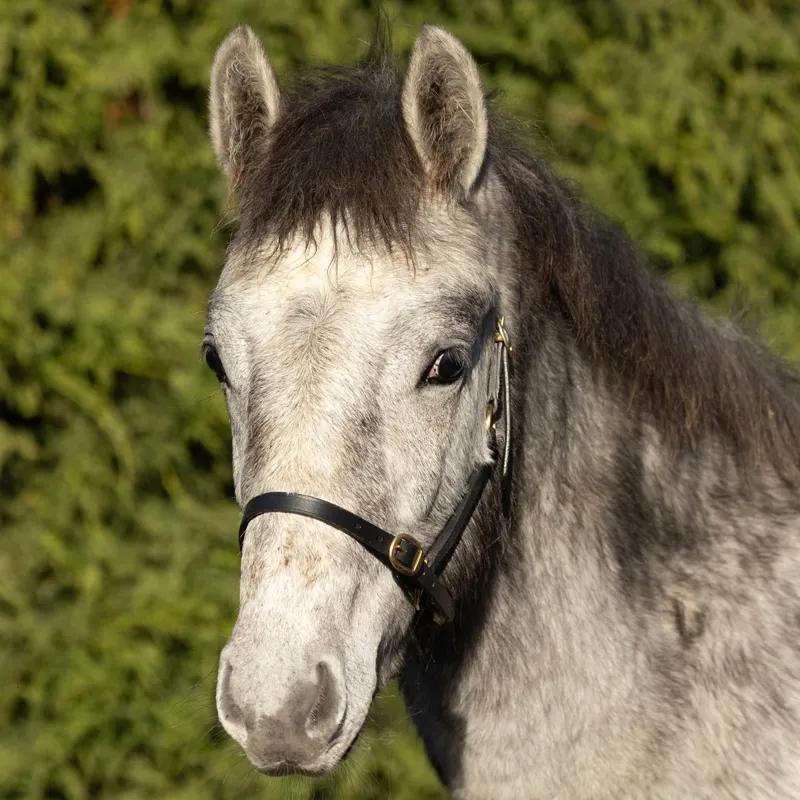 Hy Equestrian Leather Foal Halter - Brown-2