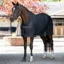 LeMieux Arika Air-Tek Stable Sheet - Navy