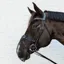 Kentucky Anti-Fly Nose Net - Black