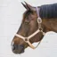 Kentucky Horsewear Nylon Breakaway Safety Halter - Beige/Brown