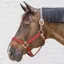 Kentucky Horsewear Nylon Breakaway Safety Halter - Bordeaux/Brown