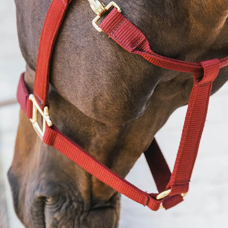 Kentucky Horsewear Nylon Breakaway Safety Halter - Bordeaux/Brown-3