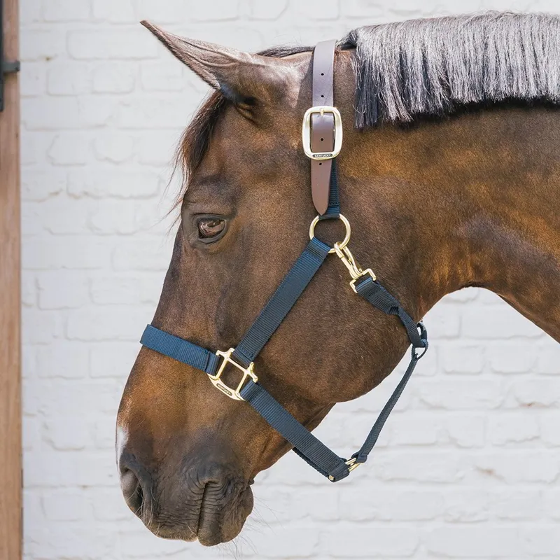 Kentucky Horsewear Nylon Breakaway Safety Halter - Navy/Brown