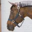Kentucky Horsewear Nylon Breakaway Safety Halter - Navy/Brown
