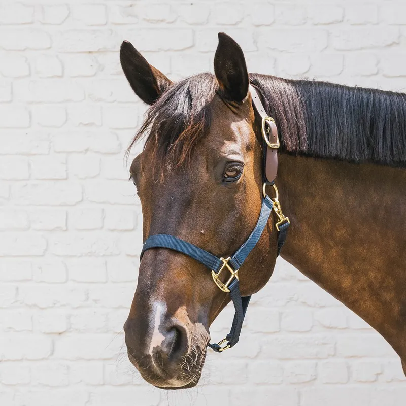 Kentucky Horsewear Nylon Breakaway Safety Halter - Navy/Brown-1
