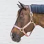 Kentucky Horsewear Nylon Breakaway Safety Halter - Old Rose/Brown