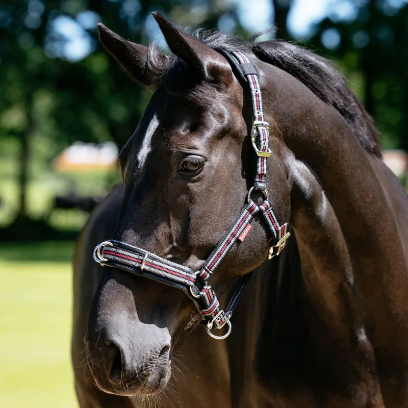 LeMieux Lunge Cavesson Halter - Black-1