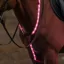 Woof Wear LED Neckband - Pink