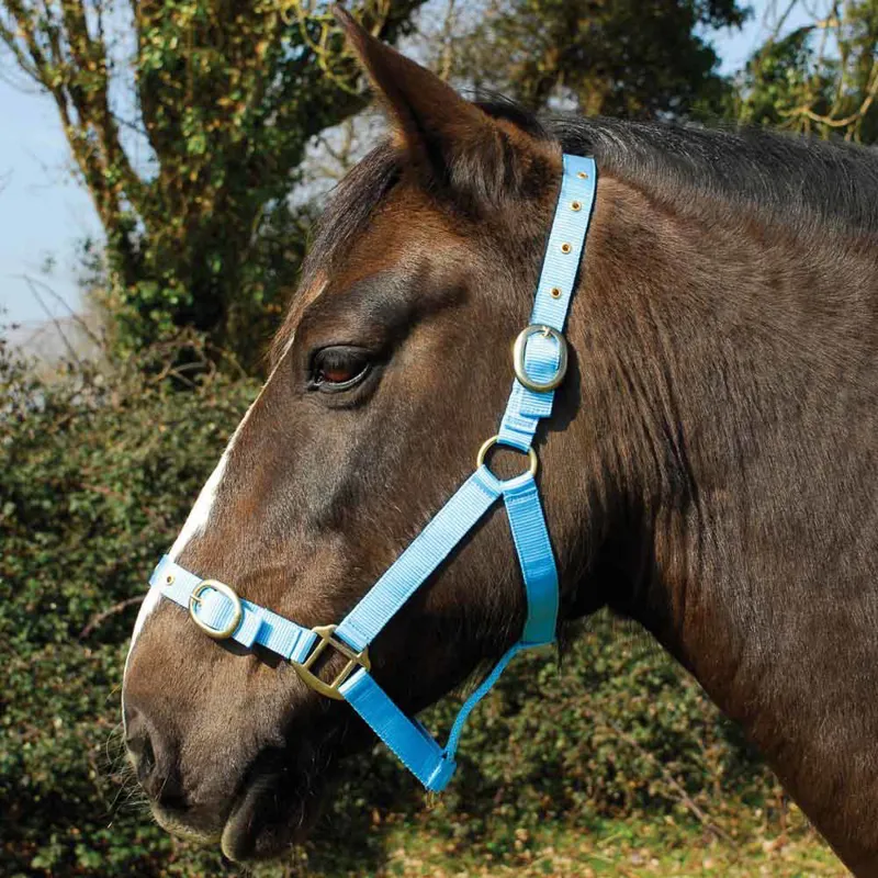 Rhinegold Nylon Halter - Baby Blue-1