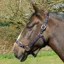 Rhinegold Nylon Halter - Navy