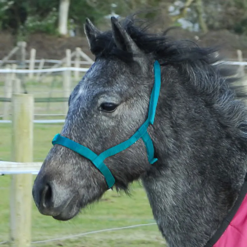 Rhinegold Fieldsafe Nylon Foal Halter - Turquoise-1