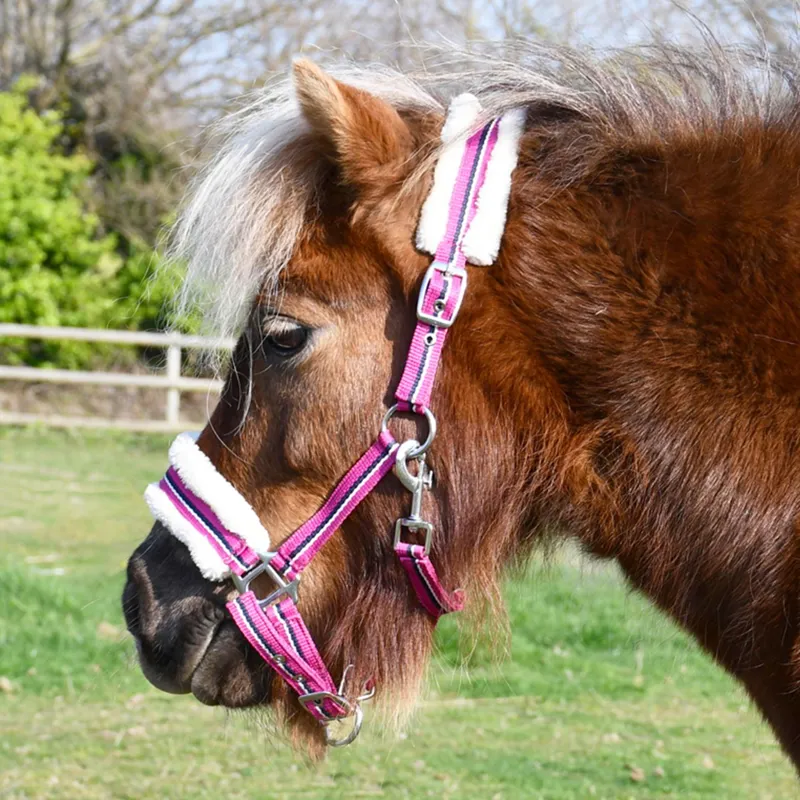 Rhinegold Fur Trim Small Pony Halter - Raspberry Stripe