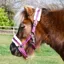 Rhinegold Fur Trim Small Pony Halter - Raspberry Stripe