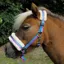 Rhinegold Fur Trim Small Pony Halter - Turquoise Stripe