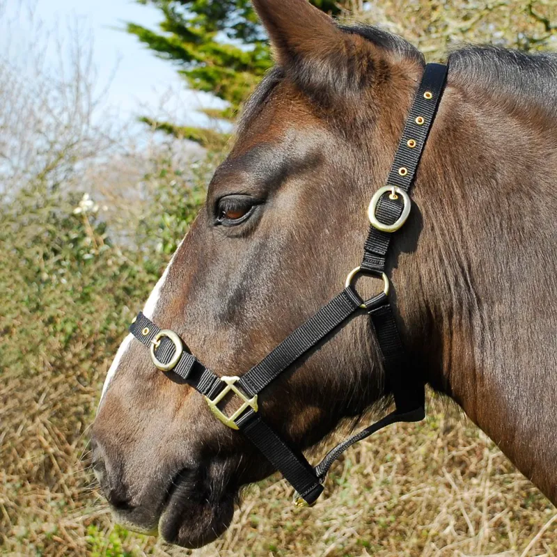 Rhinegold Nylon Halter - Black
