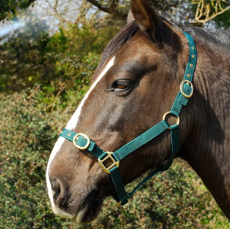 Rhinegold Nylon Halter - Green