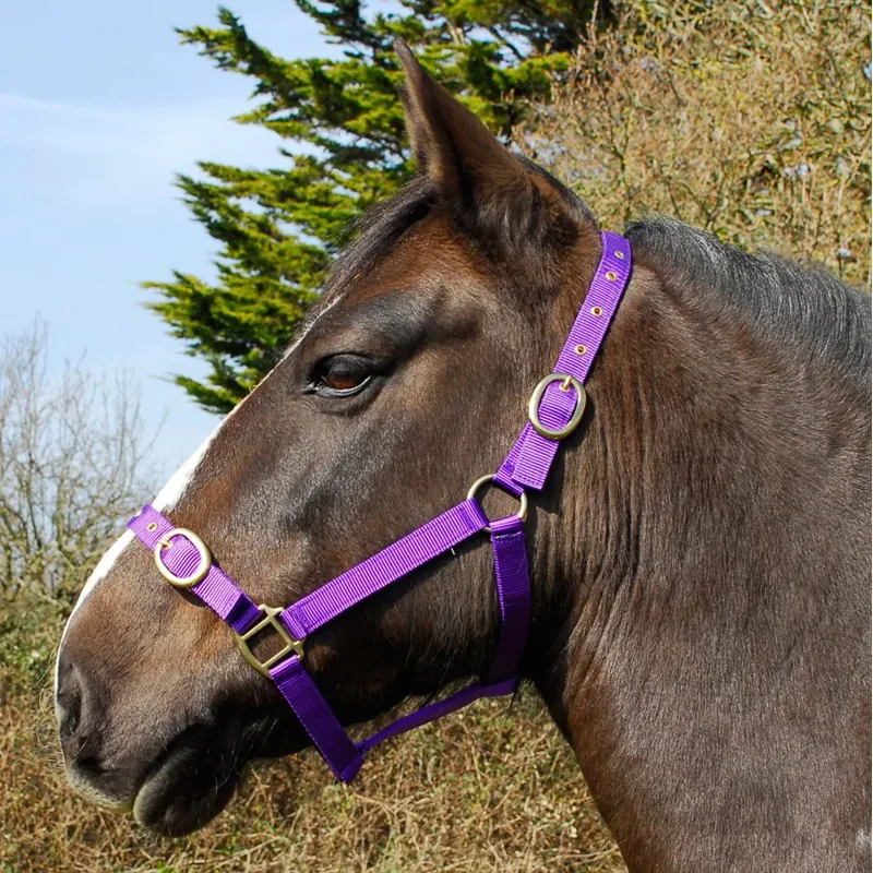 Rhinegold Nylon Halter - Purple