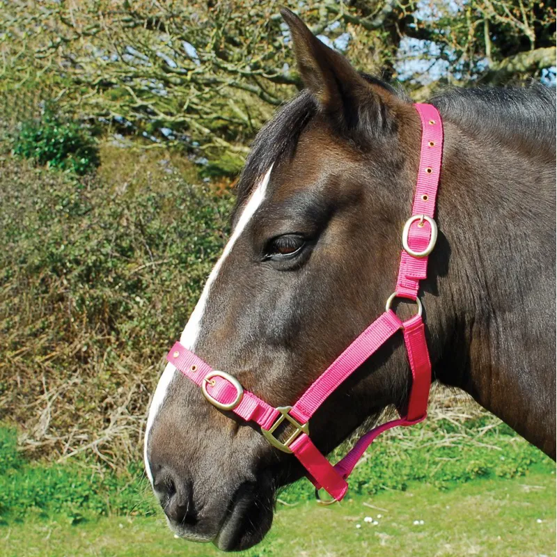 Rhinegold Nylon Halter - Raspberry