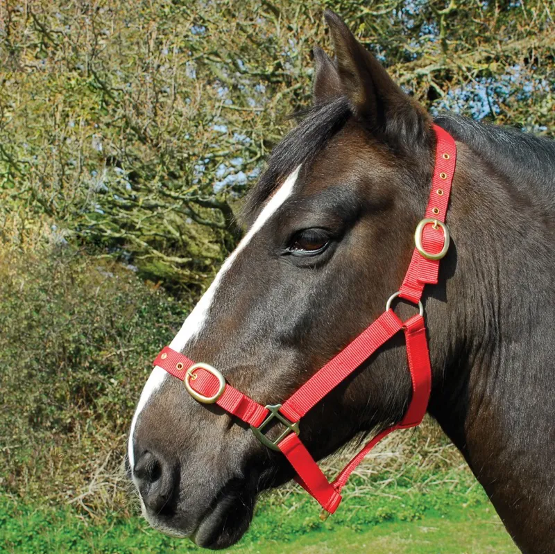 Rhinegold Nylon Halter - Red