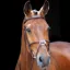 Shires Salisbury Brackley Grackle Bridle with Reins Australian Nut