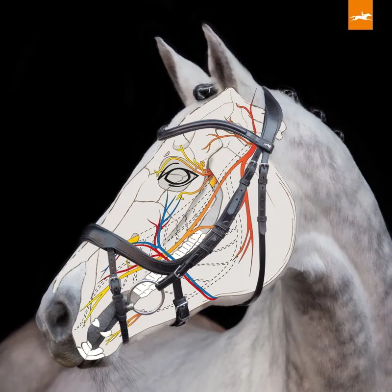 Schockemohle Equitus Alpha Anatomic Bridle - Black/Silver-2