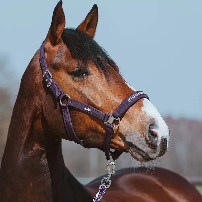 Schockemohle Memphis III Halter - Dark Purple