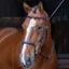 Velociti RAPIDA Rolled Padded Cavesson Bridle with Reins - Havana