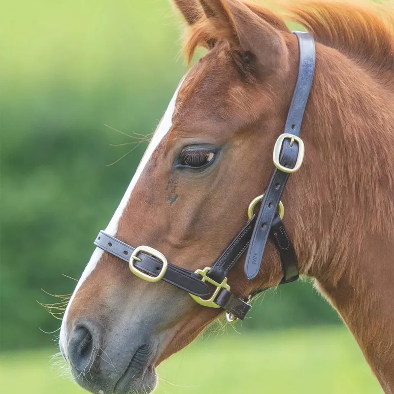 Velociti Gara Adjustable Leather Foal Halter - Havana-1