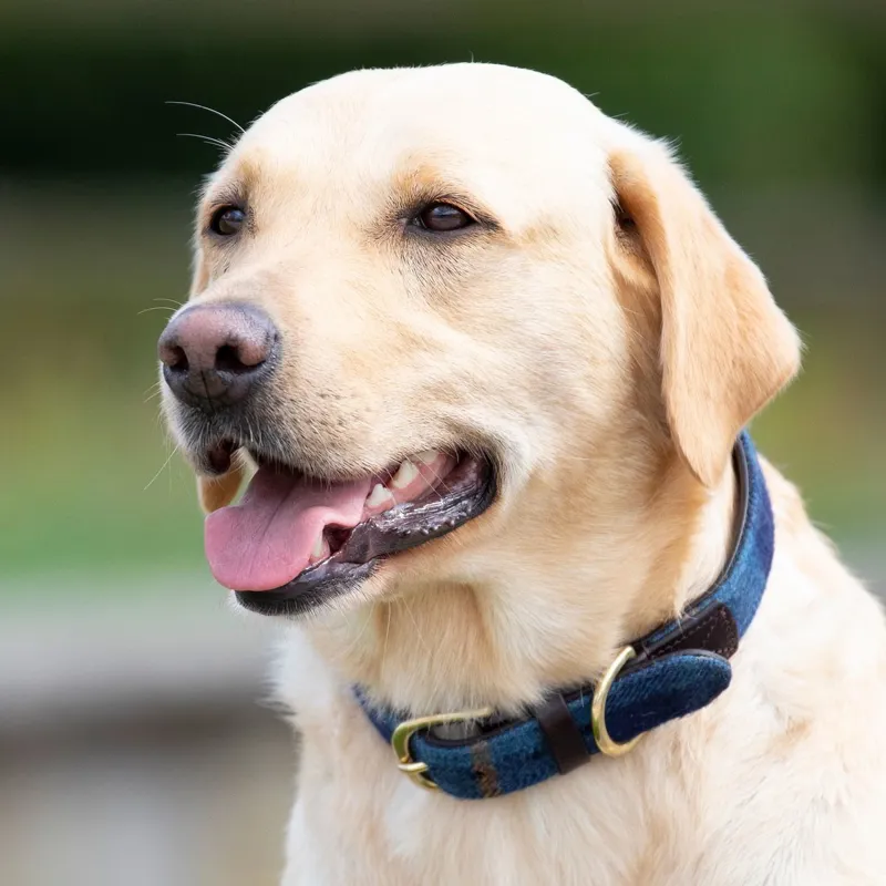 Digby and Fox Tweed Dog Collar - Navy-3