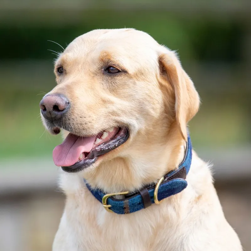 Digby and Fox Tweed Dog Collar - Navy-4