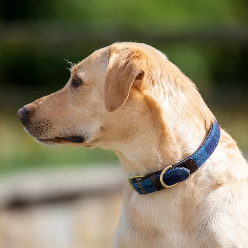 Digby and Fox Tweed Dog Collar - Navy-5