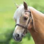 Velociti GARA Blenheim In-Hand Clincher Bridle - Havana Brown