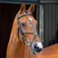 Velociti Lusso Grackle Bridle - Black