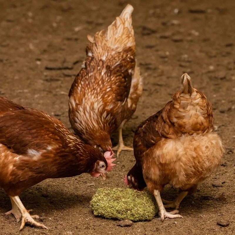 Silvermoor Poultry Alfalfa Grit-Block-2