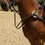 Windsor Leather Five Point Breastplate - Black