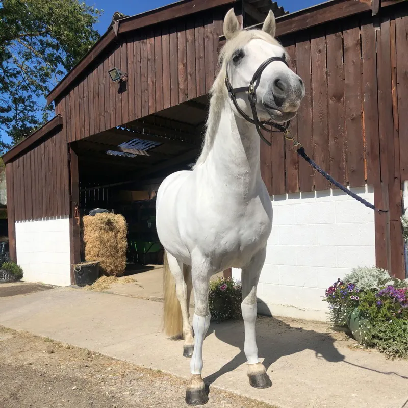 Equi-N-Ice Cold Treatment Ice-Socks-1