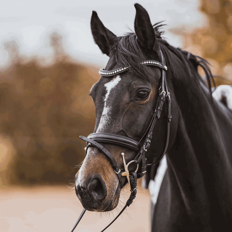 Sprenger Dynamic RS Full Cheek Sensogan Snaffle Bit 16mm-2