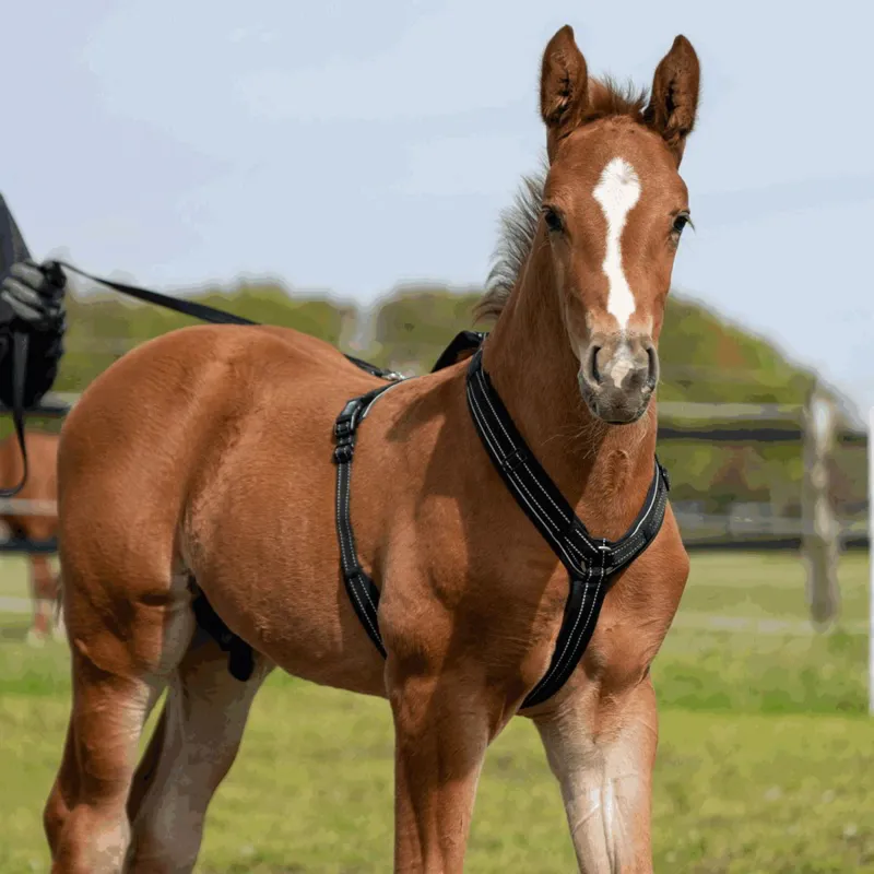 Sprenger Foal Harness - Black