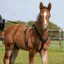 Sprenger Foal Harness - Black