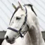 Equilibrium Stellar All-Weather Safety Halter - Navy