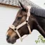 Kentucky Teddy Fleece Halter - Beige