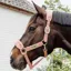 Kentucky Teddy Fleece Halter - Old Rose