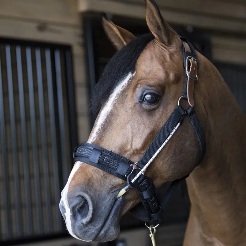 ThinLine Busy Buddy for Bridles and Halters-1