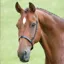 Velociti GARA Cavesson Noseband - Black