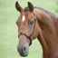 Velociti GARA Cavesson Noseband - Brown