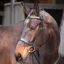Velociti GARA Plain Bridle with Reins - Black