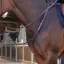 Velociti Lusso Elite Breastplate - Havana
