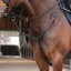 Velociti Lusso Elite Close Contact Breastplate - Black