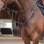 Velociti Lusso Elite Close Contact Breastplate - Havama