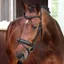 Velociti Lusso Elite Dressage Flash Bridle - Black